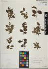 Foto von Salix herbacea L. x Salix lapponum L.